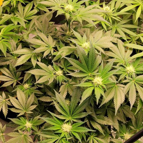 Special Queen #1 growlog timeline photo