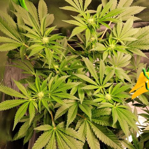Special 1 # growlog timeline photo