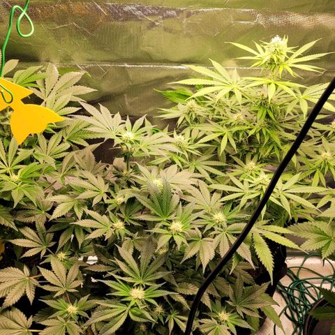 Special 1 # growlog timeline photo