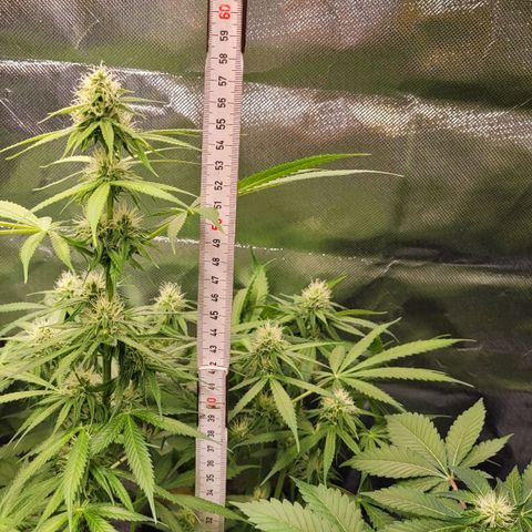 Gnomo Auto  growlog timeline photo
