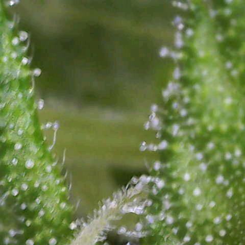 Gnomo Auto  growlog timeline photo