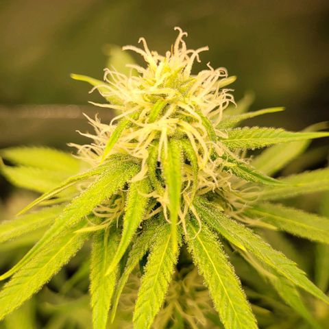 Gnomo Auto  growlog timeline photo