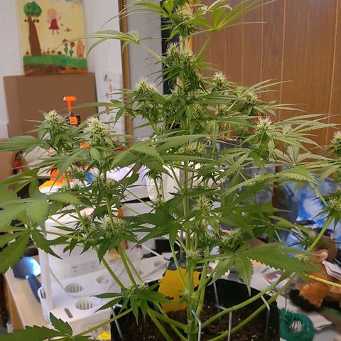 Gnomo Auto  growlog timeline photo