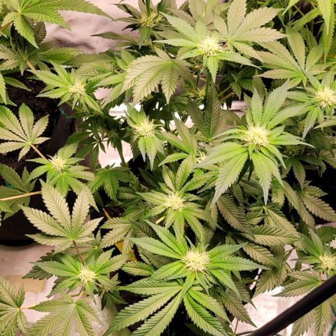 Special Queen #1 growlog timeline photo