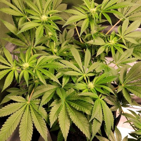 Special 1 # growlog timeline photo