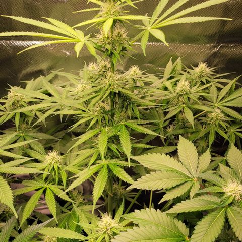Gnomo Auto  growlog timeline photo