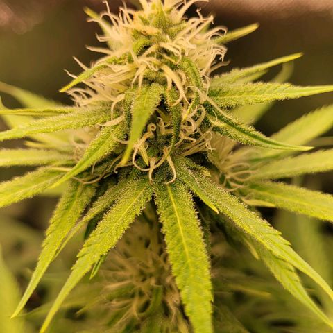 Gnomo Auto  growlog timeline photo