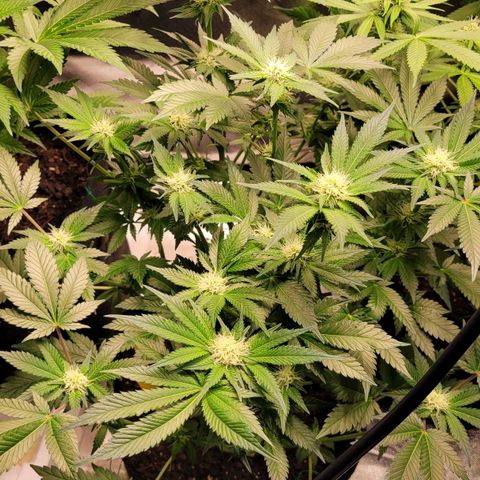 Special Queen #1 growlog timeline photo