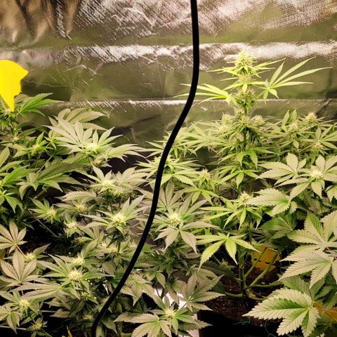 Special Queen #1 growlog timeline photo