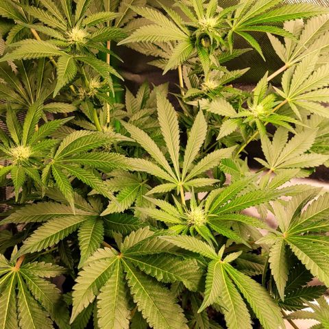 Special 1 # growlog timeline photo