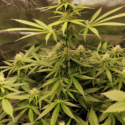 Gnomo Auto  growlog timeline photo