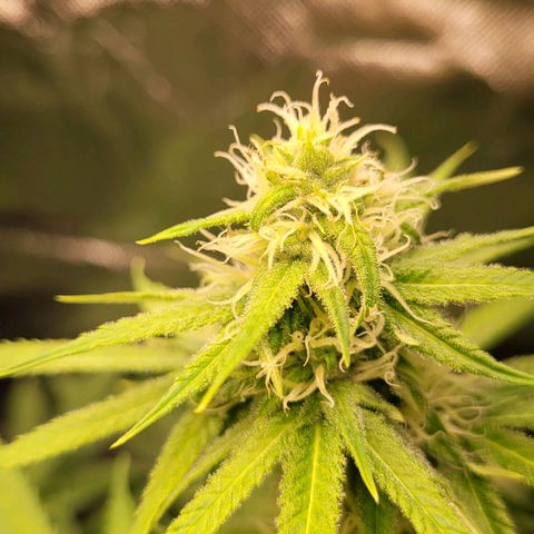 Gnomo Auto  growlog timeline photo