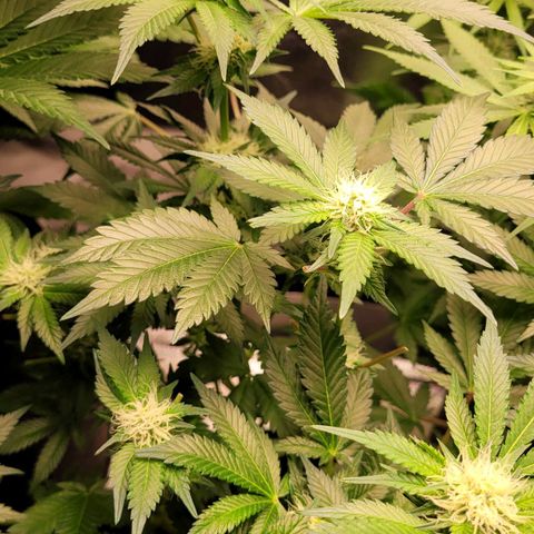 Special Queen #1 growlog timeline photo