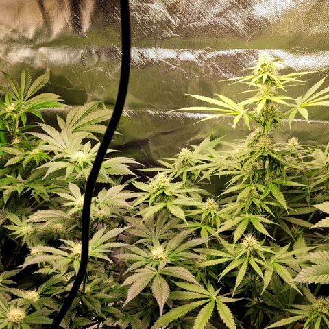 Special Queen #1 growlog timeline photo