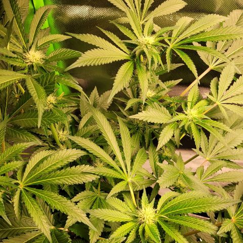 Special 1 # growlog timeline photo