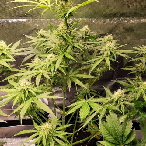 Gnomo Auto  growlog timeline photo