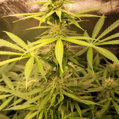 Gnomo Auto  growlog timeline photo