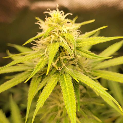 Gnomo Auto  growlog timeline photo