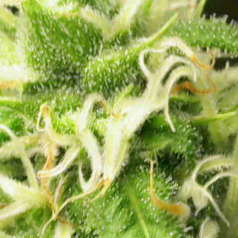 Gnomo Auto  growlog timeline photo