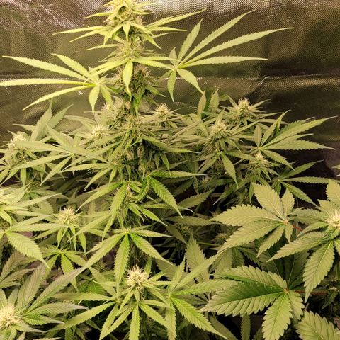 Gnomo Auto  growlog timeline photo
