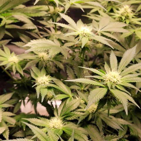 Special Queen #1 growlog timeline photo