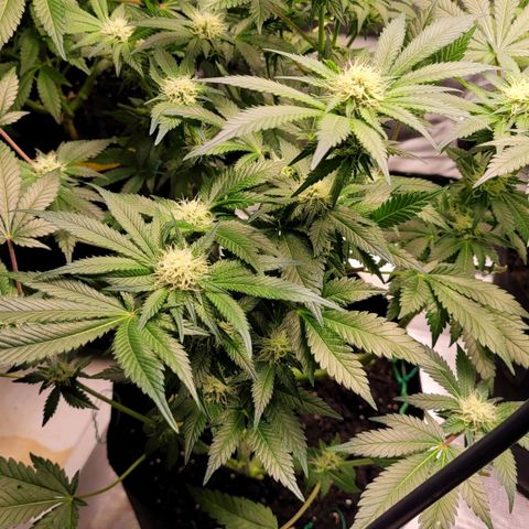 Special Queen #1 growlog timeline photo