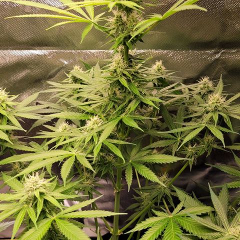 Gnomo Auto  growlog timeline photo