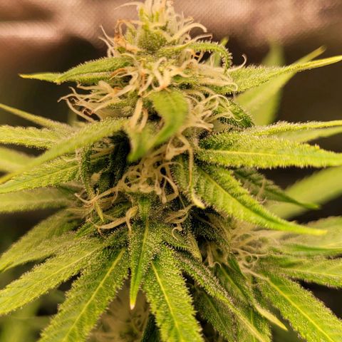 Gnomo Auto  growlog timeline photo