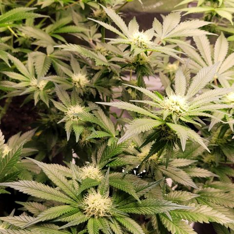 Special Queen #1 growlog timeline photo