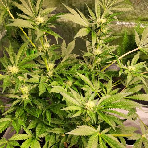 Special 1 # growlog timeline photo