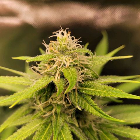 Gnomo Auto  growlog timeline photo