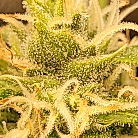 Gnomo Auto  growlog timeline photo