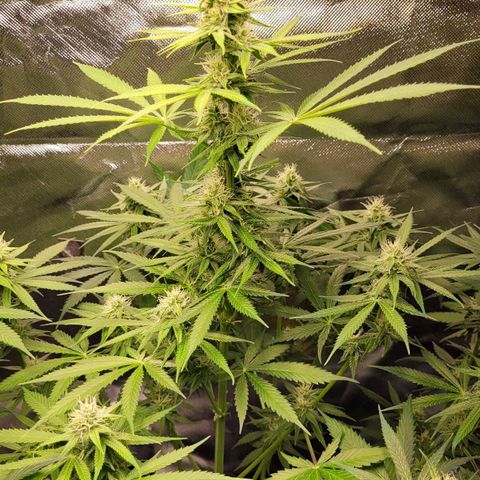 Gnomo Auto  growlog timeline photo