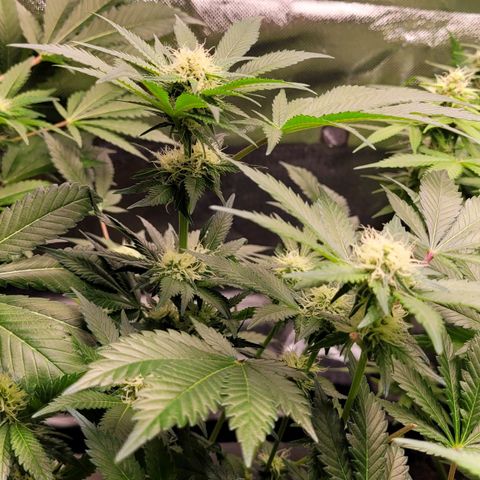 Special Queen #1 growlog timeline photo