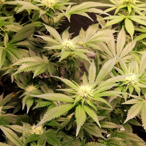Special Queen #1 growlog timeline photo