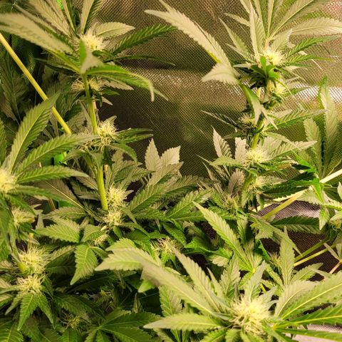 Special 1 # growlog timeline photo