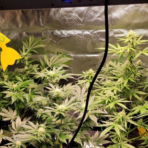 Special 1 # growlog timeline photo