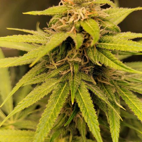 Gnomo Auto  growlog timeline photo
