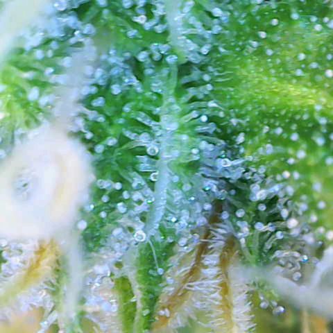 Gnomo Auto  growlog timeline photo