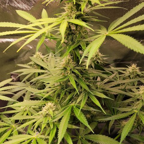 Gnomo Auto  growlog timeline photo