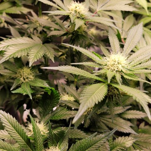 Special Queen #1 growlog timeline photo