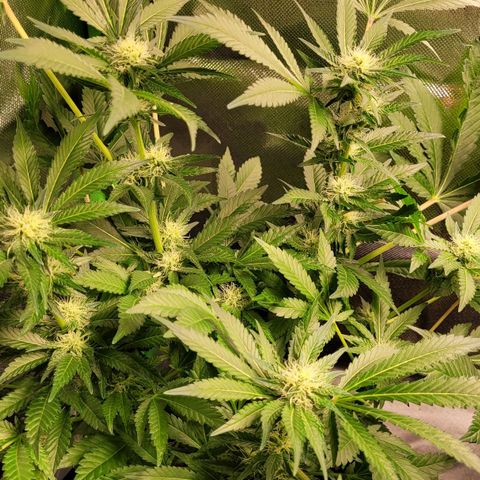 Special 1 # growlog timeline photo