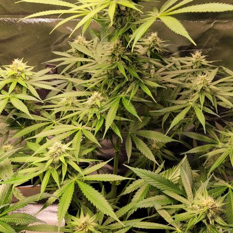 Gnomo Auto  growlog timeline photo