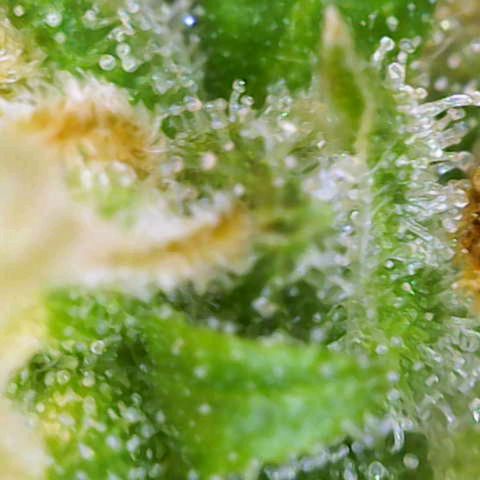 Gnomo Auto  growlog timeline photo