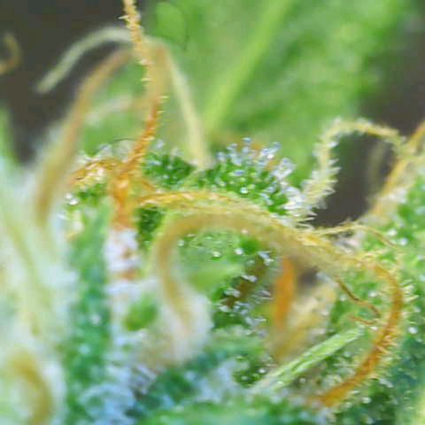 Gnomo Auto  growlog timeline photo