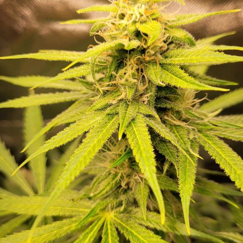 Gnomo Auto  growlog timeline photo