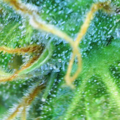 Gnomo Auto  growlog timeline photo