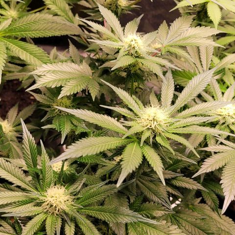 Special Queen #1 growlog timeline photo