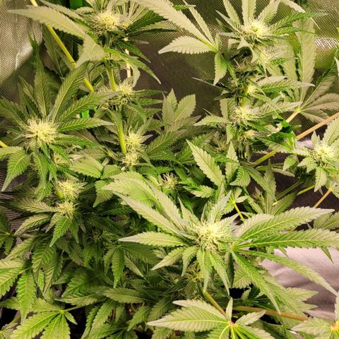 Special 1 # growlog timeline photo