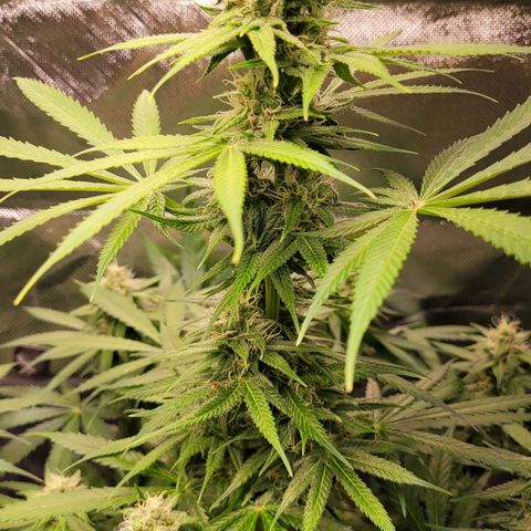 Gnomo Auto  growlog timeline photo